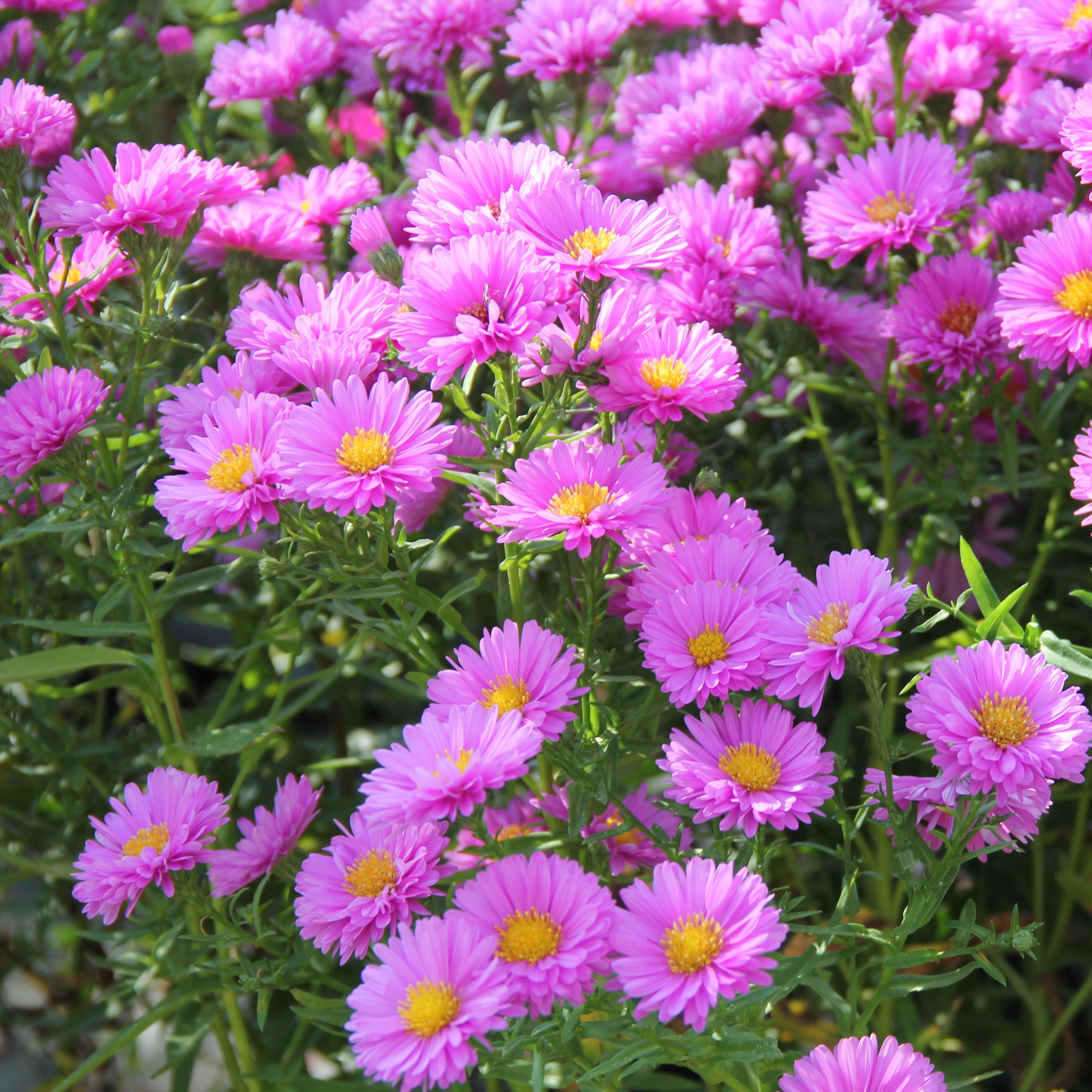 Aster novae-angliae 'Patricia Ballard'